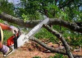 Best Lot and Land Clearing  in Lake Tapps, WA